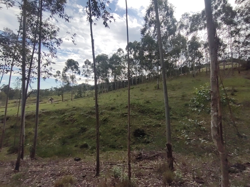 Rolante- 18 Hectares Campinas: 25ª foto da galeria de imagens do imóvel