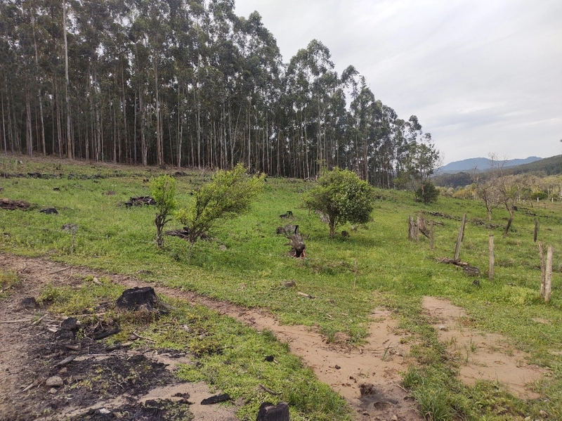 Rolante- 18 Hectares Campinas: 17ª foto da galeria de imagens do imóvel