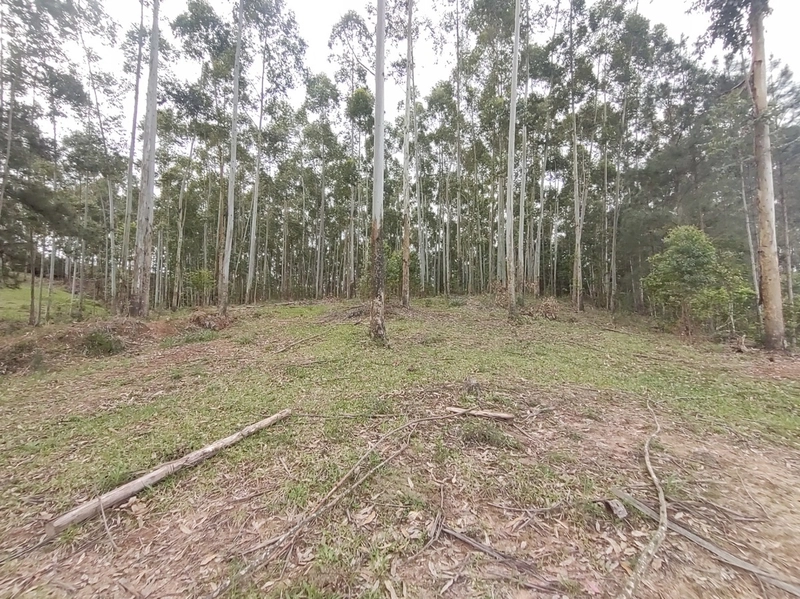 Rolante- 18 Hectares Campinas: 21ª foto da galeria de imagens do imóvel