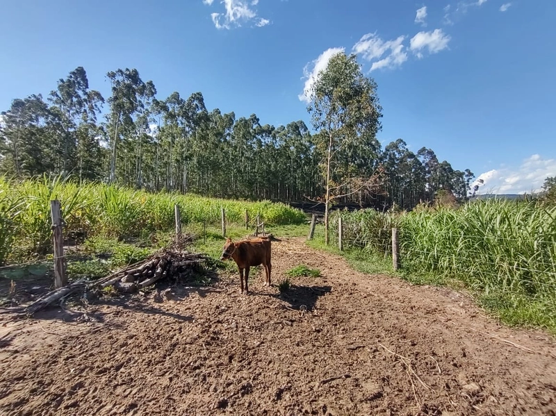 Rolante- 18 Hectares Campinas: 3ª foto da galeria de imagens do imóvel