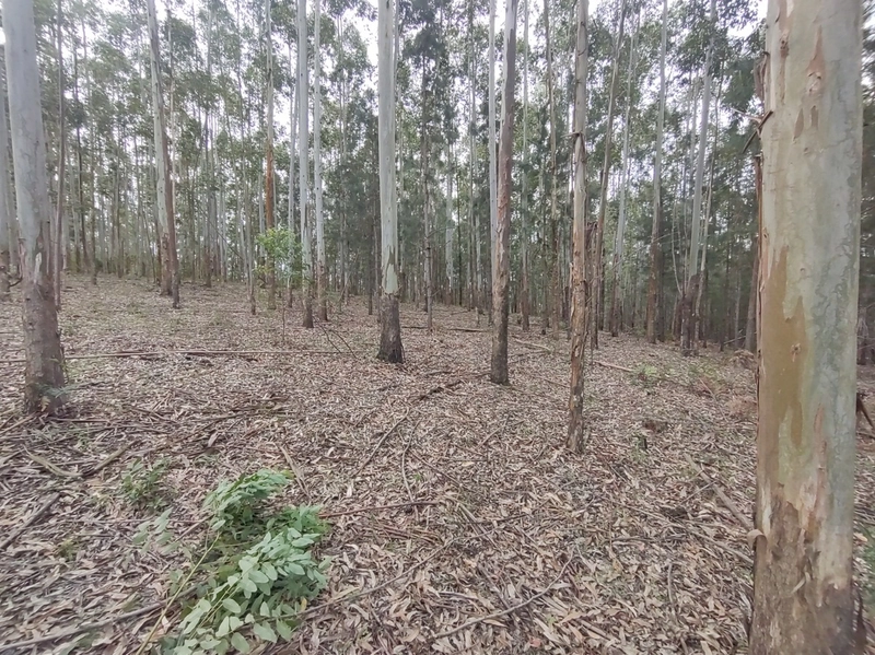Rolante- 18 Hectares Campinas: 23ª foto da galeria de imagens do imóvel