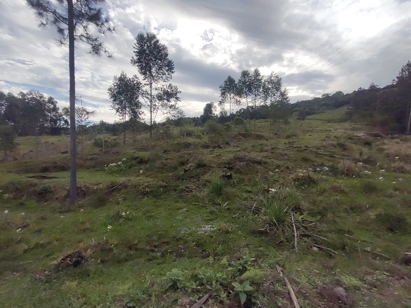 Rolante- 18 Hectares Campinas: 28ª foto da galeria de imagens do imóvel