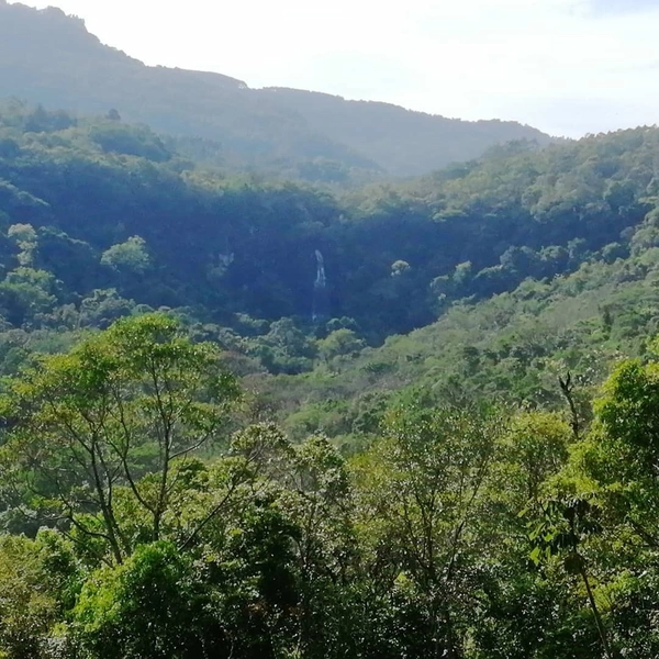 Rolante- 55 Hectares Água Branca Com Cascata: 2ª foto da galeria de imagens do imóvel
