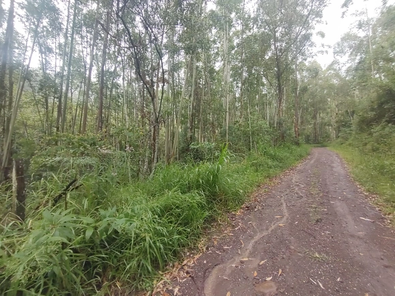 Taquara- 18 Hectares com mato plantado Rio da Ilha: 6ª foto da galeria de imagens do imóvel