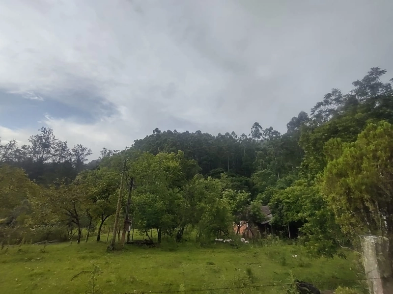 Taquara- 18 Hectares com mato plantado Rio da Ilha: 9ª foto da galeria de imagens do imóvel