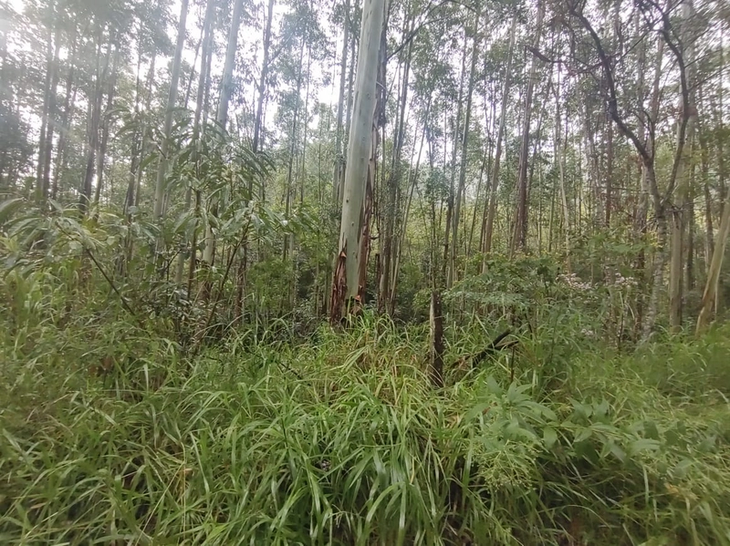 Taquara- 18 Hectares com mato plantado Rio da Ilha: 4ª foto da galeria de imagens do imóvel