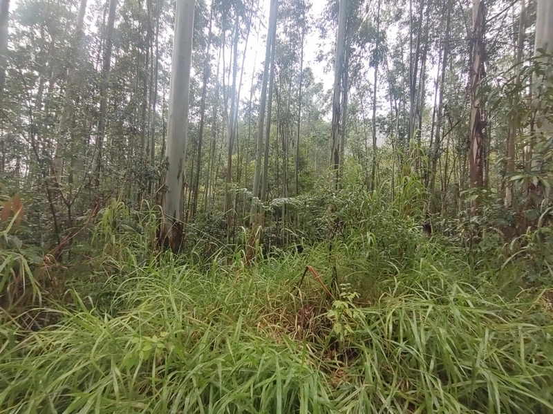 Taquara- 18 Hectares com mato plantado Rio da Ilha: 8ª foto da galeria de imagens do imóvel