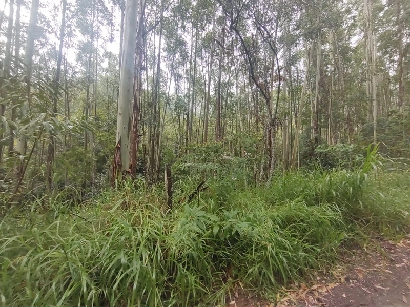 Taquara- 18 Hectares com mato plantado Rio da Ilha: 5ª foto da galeria de imagens do imóvel