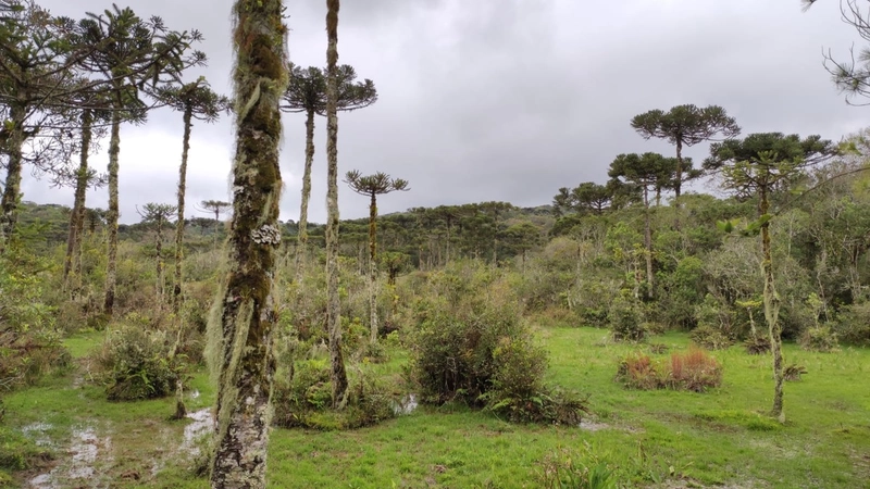 Riozinho- Sítio de 195 Hectares Serra da Boa Vista: 12ª foto da galeria de imagens do imóvel