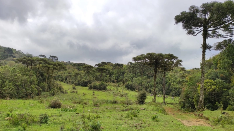 Riozinho- Sítio de 195 Hectares Serra da Boa Vista: 17ª foto da galeria de imagens do imóvel
