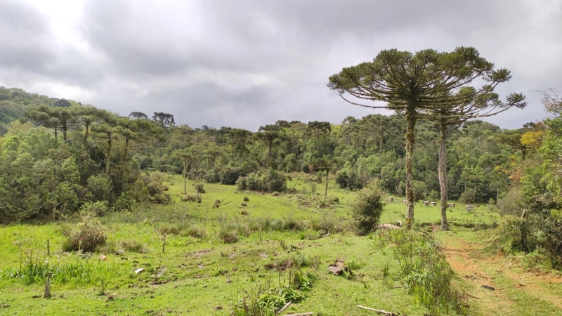 Riozinho- Sítio de 195 Hectares Serra da Boa Vista: 7ª foto da galeria de imagens do imóvel