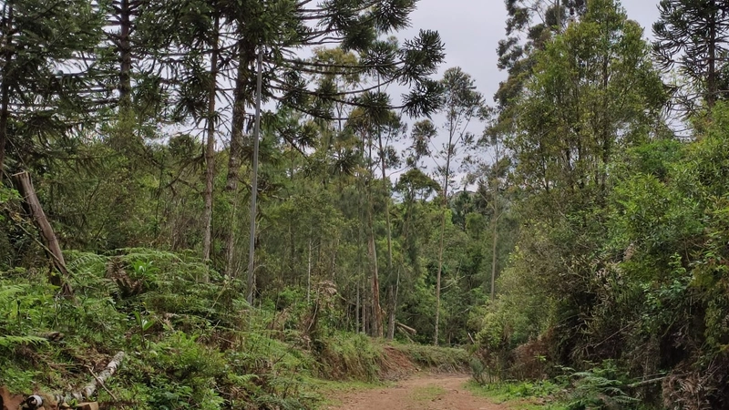 Riozinho- Sítio de 195 Hectares Serra da Boa Vista: 18ª foto da galeria de imagens do imóvel