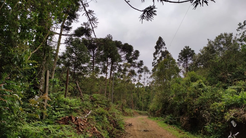 Riozinho- Sítio de 195 Hectares Serra da Boa Vista: 22ª foto da galeria de imagens do imóvel