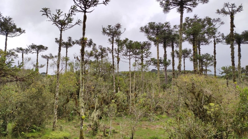 Riozinho- Sítio de 195 Hectares Serra da Boa Vista: 10ª foto da galeria de imagens do imóvel