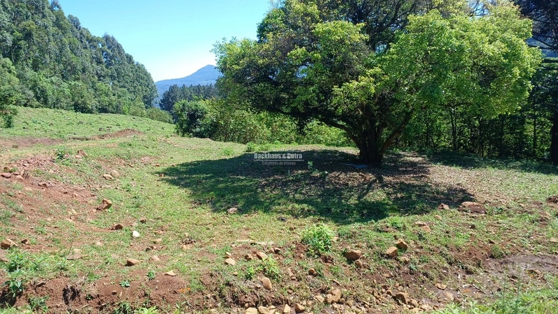 Rolante- 3 Hectares /Com entrada de Luz / Canta Galo: 12ª foto da galeria de imagens do imóvel
