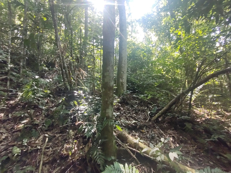 Rolante- Meio Hectare com arroio Ilha Nova: 12ª foto da galeria de imagens do imóvel