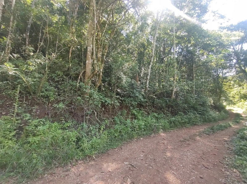 Rolante- Meio Hectare com arroio Ilha Nova: 18ª foto da galeria de imagens do imóvel