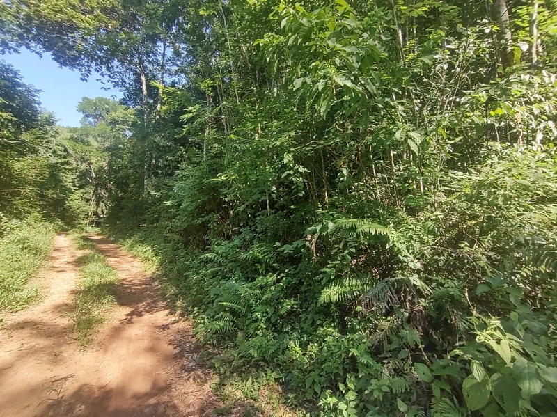 Rolante- Meio Hectare com arroio Ilha Nova: 16ª foto da galeria de imagens do imóvel