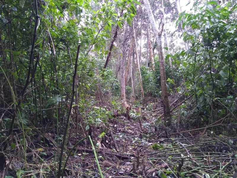 Rolante- Meio Hectare com arroio Ilha Nova: 5ª foto da galeria de imagens do imóvel