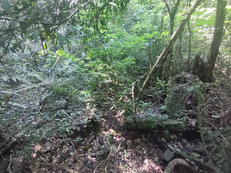 Rolante- Meio Hectare com arroio Ilha Nova: 2ª foto da galeria de imagens do imóvel