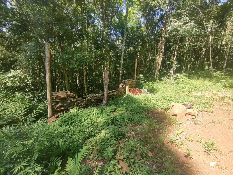 Rolante- Meio Hectare com arroio Ilha Nova: 14ª foto da galeria de imagens do imóvel