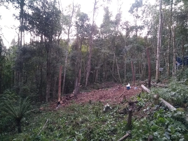 Rolante- Meio Hectare com arroio Ilha Nova: 7ª foto da galeria de imagens do imóvel