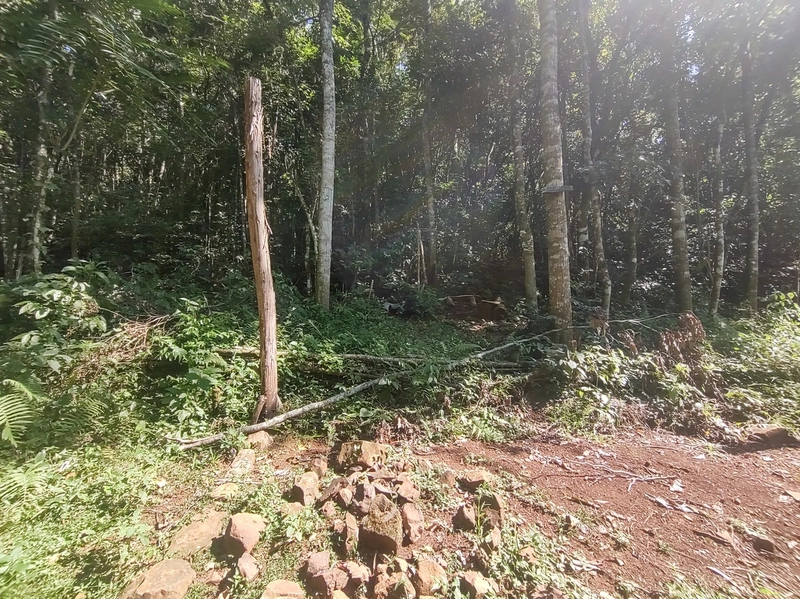 Rolante- Meio Hectare com arroio Ilha Nova: 15ª foto da galeria de imagens do imóvel