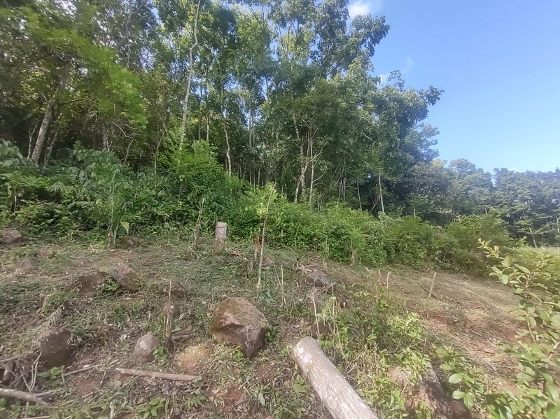 Rolante- Sítio aproximadamente 2,5 Hectares Açude/Casa Ilha Nova: 20ª foto da galeria de imagens do imóvel