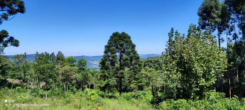 Rolante- Sítios 3.000 m² no Caminho das Pipas Morro Grande: 6ª foto da galeria de imagens do imóvel