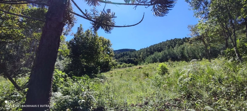 Rolante- Sítios 3.000 m² no Caminho das Pipas Morro Grande: 3ª foto da galeria de imagens do imóvel