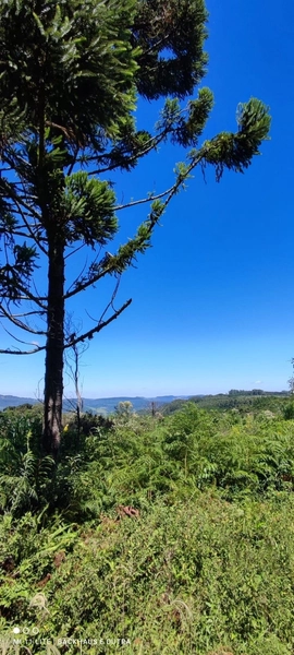 Rolante- Sítios 3.000 m² no Caminho das Pipas Morro Grande: 11ª foto da galeria de imagens do imóvel