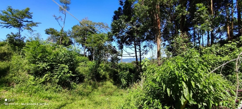 Rolante- Sítios 3.000 m² no Caminho das Pipas Morro Grande: 7ª foto da galeria de imagens do imóvel