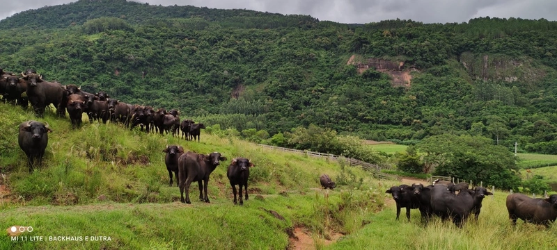 Mascarada- 60 Hectares Para Agricultura e Pecuária: 16ª foto da galeria de imagens do imóvel
