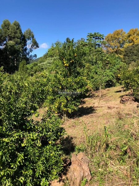 Rolante- 23.47 Hectares com 200 pés de Nozes no Canta Galo: 15ª foto da galeria de imagens do imóvel
