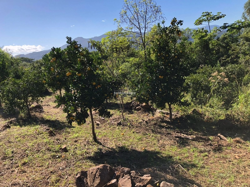 Rolante- 23.47 Hectares com 200 pés de Nozes no Canta Galo: 14ª foto da galeria de imagens do imóvel