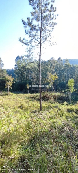 Rolante- Chácaras a partir de 5.600 m² no Alto Rolante: 11ª foto da galeria de imagens do imóvel