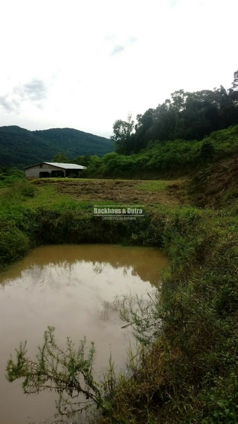 Rolante- 4 Hectares com Casa e Galpão na Mascarada: 4ª foto da galeria de imagens do imóvel