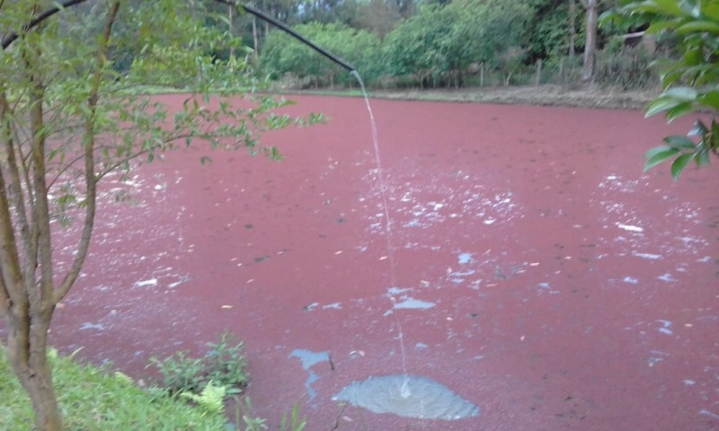Rolante- chácara com 7 hectares com açudes- Mascarada: 6ª foto da galeria de imagens do imóvel