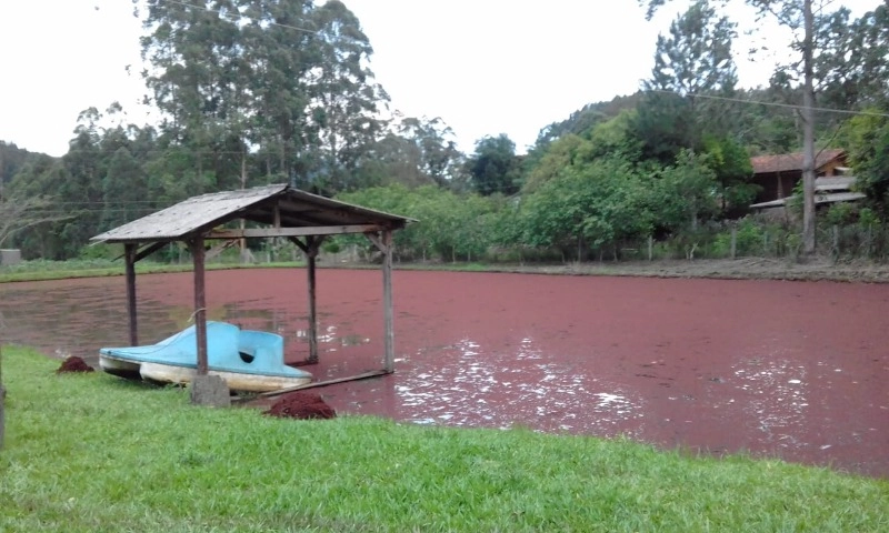 Rolante- chácara com 7 hectares com açudes- Mascarada: 8ª foto da galeria de imagens do imóvel
