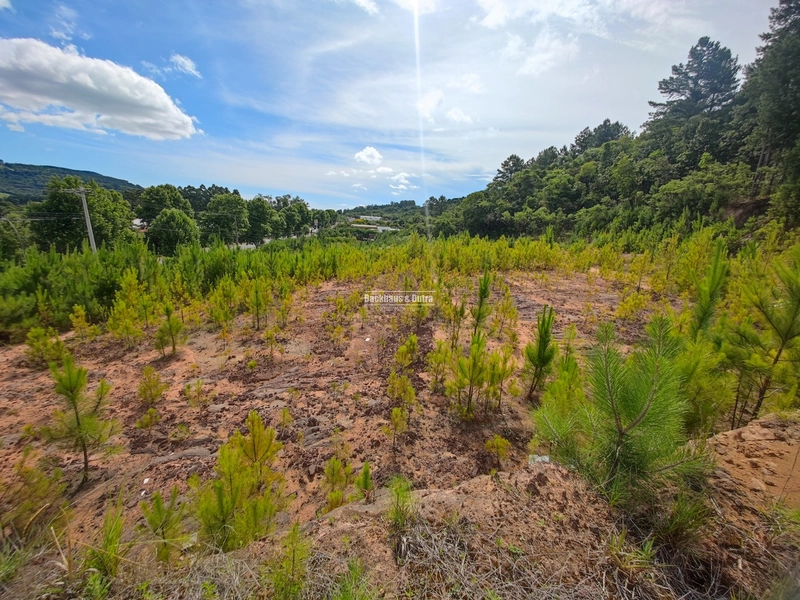 Rolante- Terreno na entrada da cidade 1875 m²: 6ª foto da galeria de imagens do imóvel