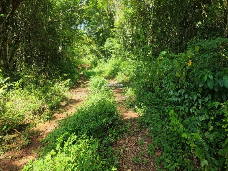 São Francisco de Paula- Sítio 28 Hectares/ Boa Vista: 11ª foto da galeria de imagens do imóvel
