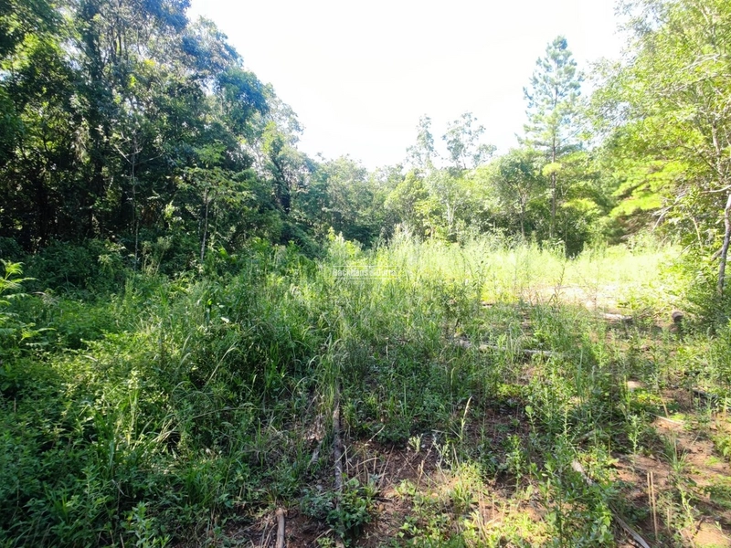 São Francisco de Paula- Sítio 28 Hectares/ Boa Vista: 24ª foto da galeria de imagens do imóvel