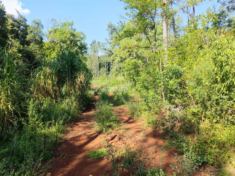 São Francisco de Paula- Sítio 28 Hectares/ Boa Vista: 17ª foto da galeria de imagens do imóvel