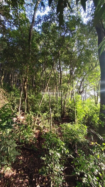 Rolante- Sítio 2.175m² no Canto dos Cardoso.: 9ª foto da galeria de imagens do imóvel