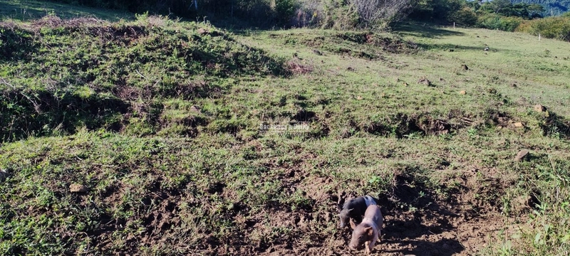 Rolante- 3 Hectares com Casa mista/ Morro Da Figueira: 25ª foto da galeria de imagens do imóvel