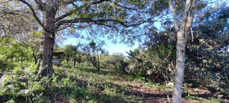 Rolante- 3 Hectares com Casa mista/ Morro Da Figueira: 11ª foto da galeria de imagens do imóvel