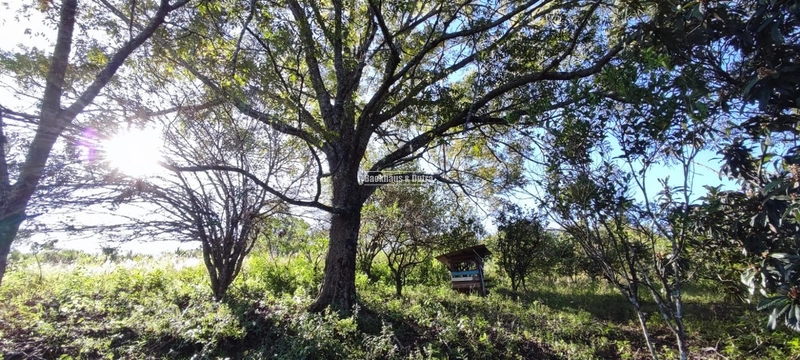 Rolante- 3 Hectares com Casa mista/ Morro Da Figueira: 13ª foto da galeria de imagens do imóvel