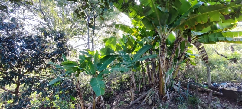 Rolante- 3 Hectares com Casa mista/ Morro Da Figueira: 14ª foto da galeria de imagens do imóvel