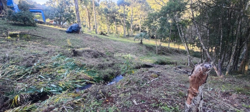 Rolante- 25 Hectares Com Riacho- Boa Esperança: 44ª foto da galeria de imagens do imóvel