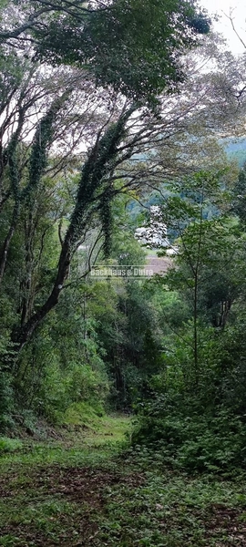 Rolante- 25 Hectares Com Riacho- Boa Esperança: 3ª foto da galeria de imagens do imóvel